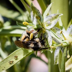 Pollinator on Monument Plant