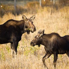 Cow and Calf Moose-October