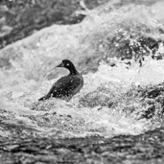 Harlequin Duck in Rapids