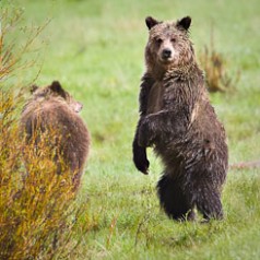 Two Grizzly Bears