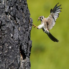 American Kestrel Female