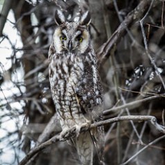 Long-Eared Owl