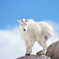 Yearling Mountain Goat