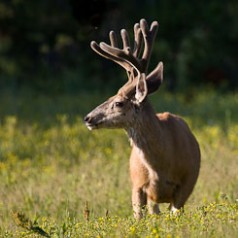 Mule Deer