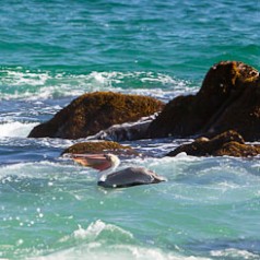 Brown Pelican Fishing