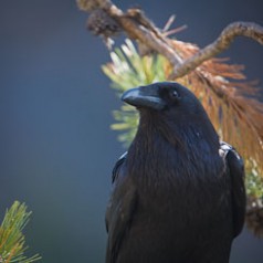 Raven Portrait