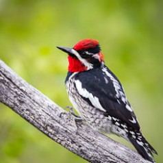 Red-naped Sapsucker Portrait