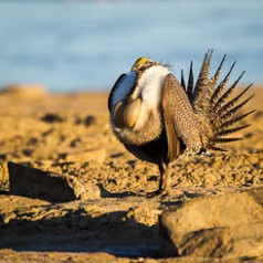 Sage Grouse Mating Display-4