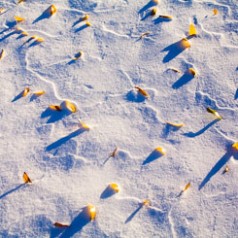 Snow Swirls and Fallen Leaves Abstract