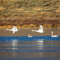 Swan Lake Trumpeters