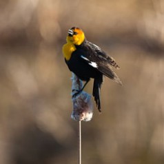 Yellow-Headed Blackbird