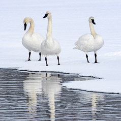 A Wedge of Swans