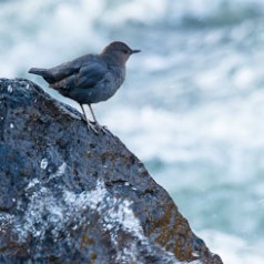 Water Ouzel