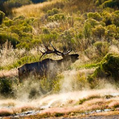 Bull Elk Bugling