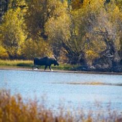 Bull Moose on the Snake River