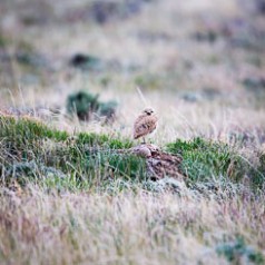 Burrowing Owl