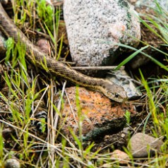 Garter Snake