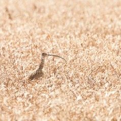 Golden Light, Grass and Curlew
