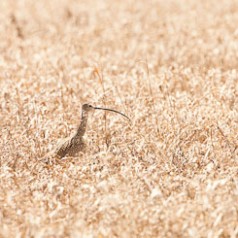 Golden Light, Grass and Curlew