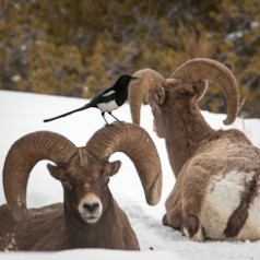 Magpie on Big Horn Sheep