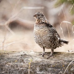 Male Ruffed Grouse