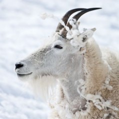 Mountain Goat Profile