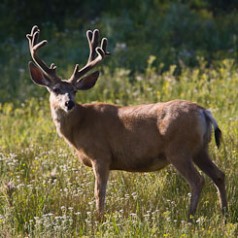 Velvet Muley