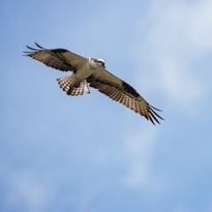 Circling the Sky