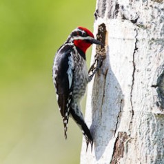 Sapsucker Checking on the Chicks