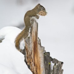 Red Squirrel with Cache