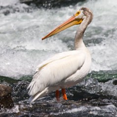 White Pelican Fishing Rapids