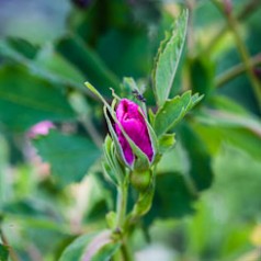 Wild Rose & Winged Ant