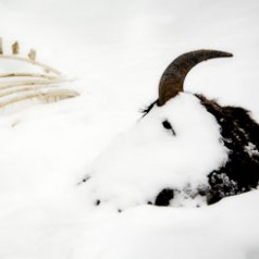 Winter Kill Bison