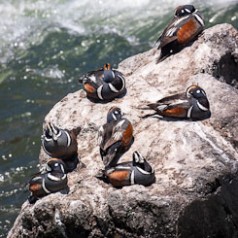 & Male Harlequin Ducks