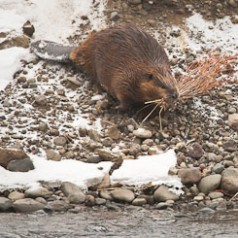 Industrious Beaver