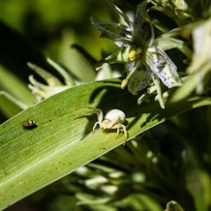 Crab Spider vs Hover Fly