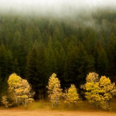 Fall Morning Fog