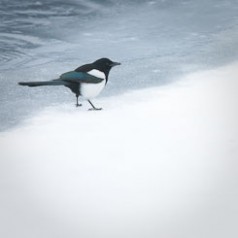 Magpie Along the Icy Banks of the Lamar River.