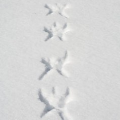 Snow Angel Tracks