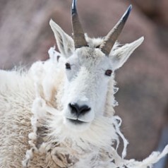 Mountain Goat Shed