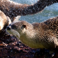 River Otter Shaking Dry