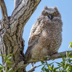 Outside the Nest Cavity