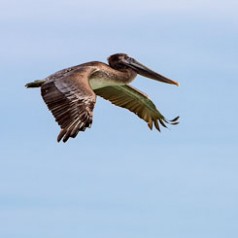 Brown Pelican Flying