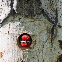 Red-Naped Sapsucker in Nest Cavity-2