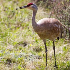 Long Beak and Long Legs