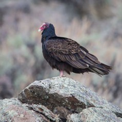 Turkey Vulture on Boulder