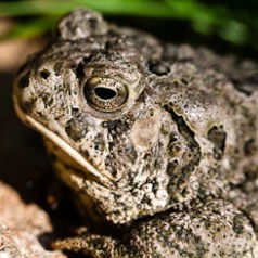 Western Toad