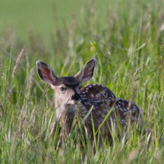 White-tail Twins