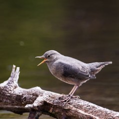 American Dipper Song