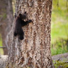 Tree Hug Bear Hug